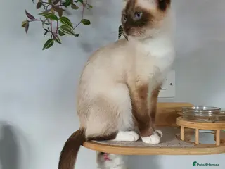 Ragdoll cats Shorthaired Ragdoll Females - very loving!! - Advert 1