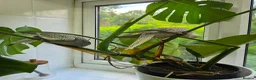 Cockatiels birds for sale: Two 4-Month-Old Hand-Raised Cockatiels in Huddersfield - Advert 5