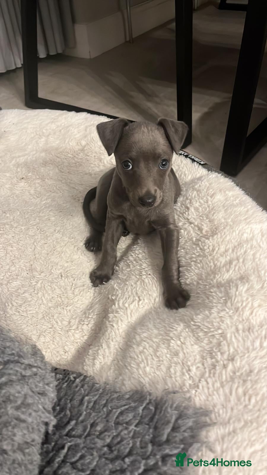 Whippet dogs Stunning Solid Blue KC Registered Whippets! - Advert 1