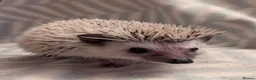 Pygmy Hedgehog rodents for sale: Lovely baby boys  - Advert 2