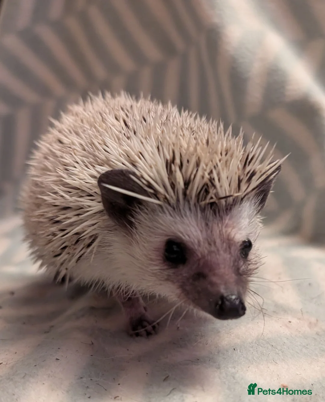 Pygmy Hedgehog rodents for sale: Lovely baby boys  - Advert 2
