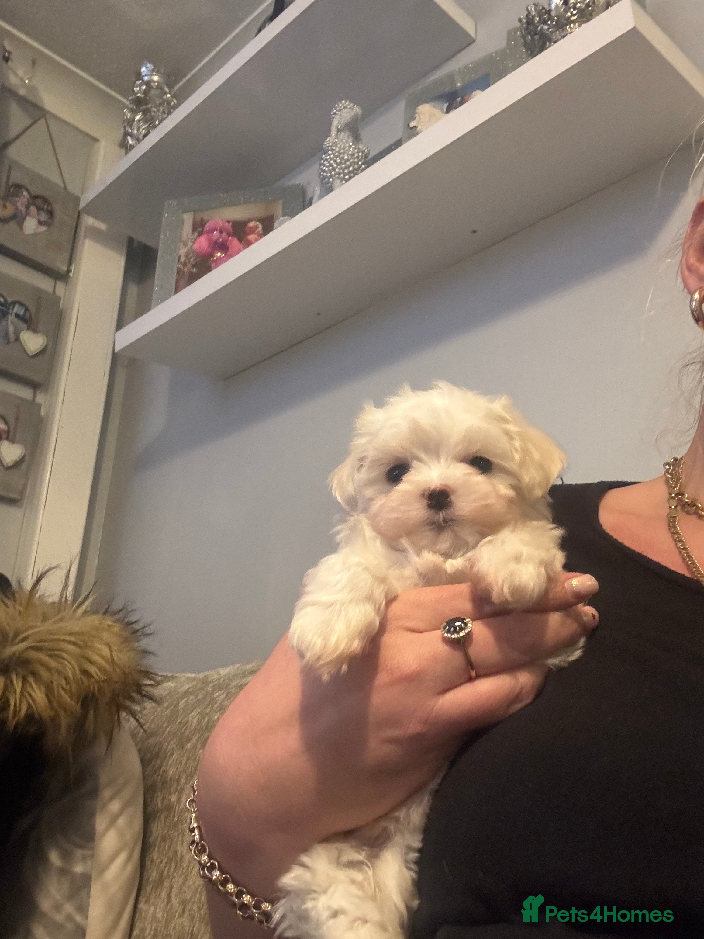 Maltese dogs stunning Korean Maltese puppies - Advert 10