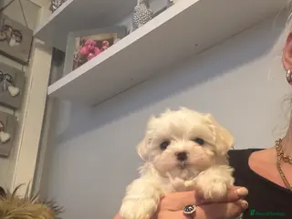 Maltese dogs stunning Korean Maltese puppies - Advert 10