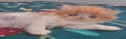 Persian cats for sale: Little Clouds of Softness–Persian Kittens for Sale in Norwich - Advert 6