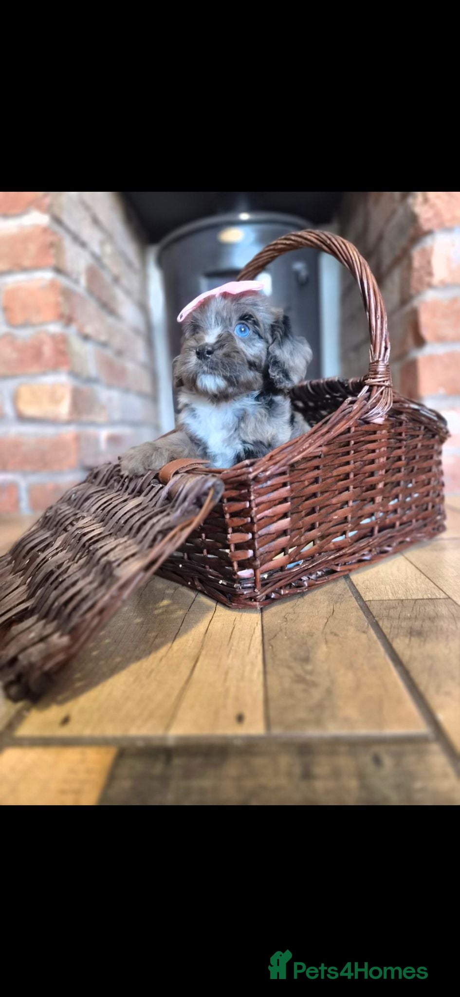 Cavapoo dogs Health tested F1 mini cavapoo puppies  - Advert 18