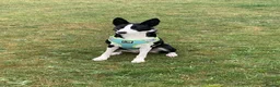 Border Collie dogs for sale: Female border collie age 7 - Bella  - Advert 5
