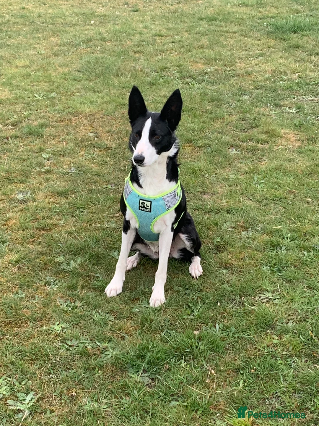 Border Collie dogs for sale: Female border collie age 7 - Bella  - Advert 5