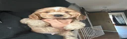 Cocker Spaniel dogs for sale: 1 SHOW stunning true to the type show cocker 🐶  - Advert 20