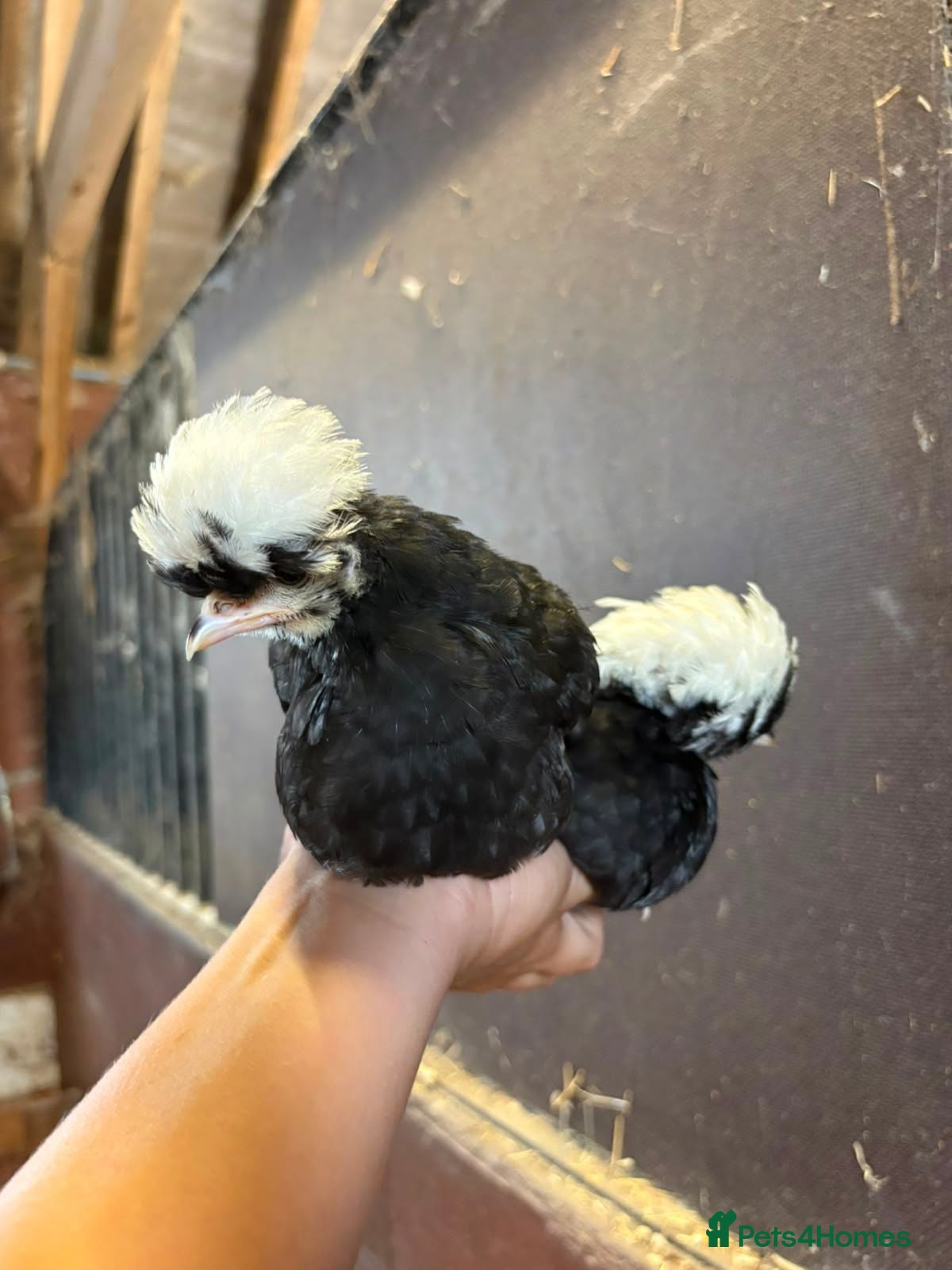 Chickens poultry Polish Bantam - Advert 7