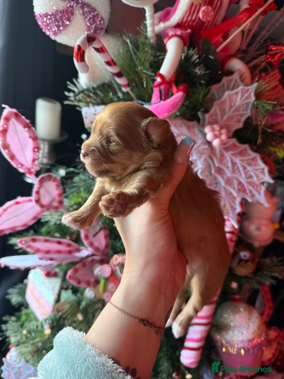 Mixed Breed dogs for sale: Beautiful pups for sale!  - Advert 8