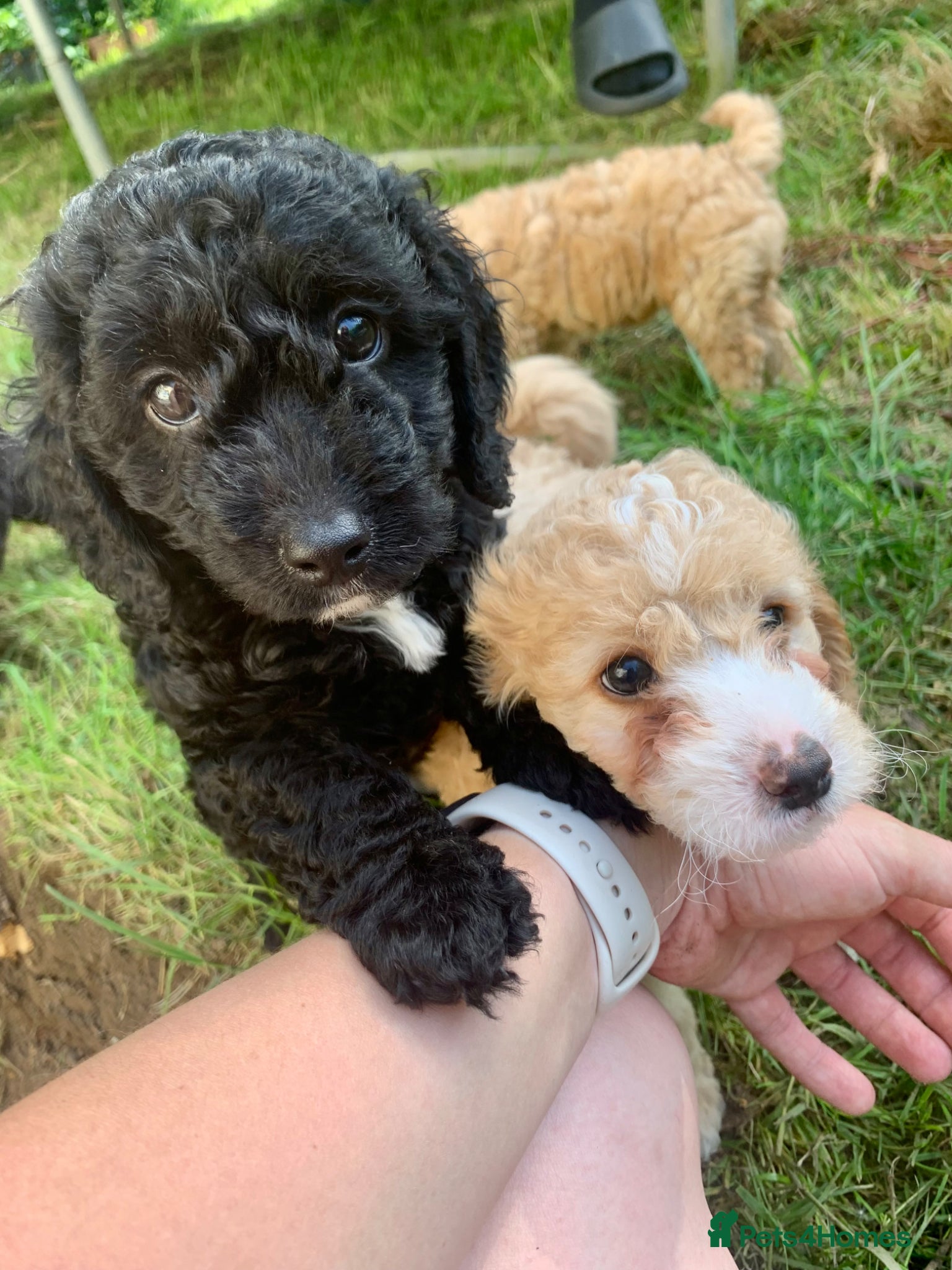 Cockapoo dogs Beautiful Cockapoo puppies for sale - Advert 10