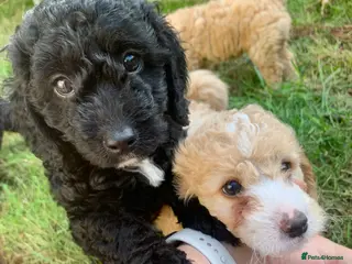 Cockapoo dogs Beautiful Cockapoo puppies for sale - Advert 10
