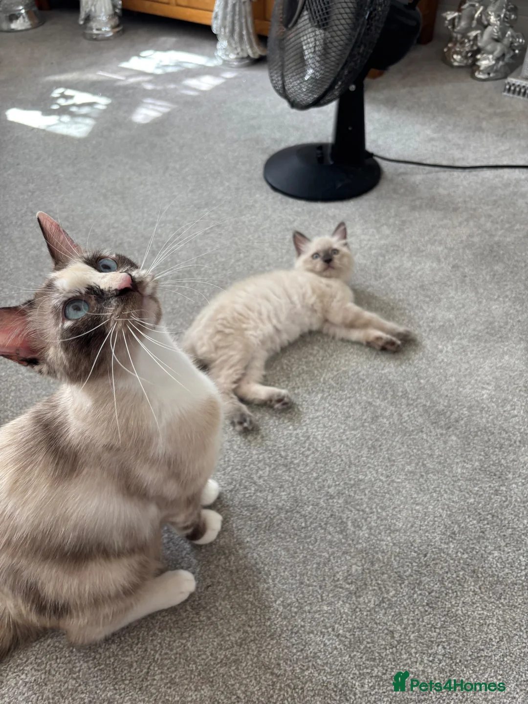 Mixed Breed cats for sale: Beautiful ragdoll x kittens - Advert 2