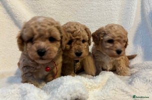 Poochon dogs - Advert 10