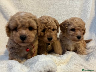 Poochon dogs - Advert 1