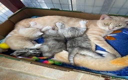 Persian cats for sale: Silver and Cream chinchilla Persian cross kittens - Image 6