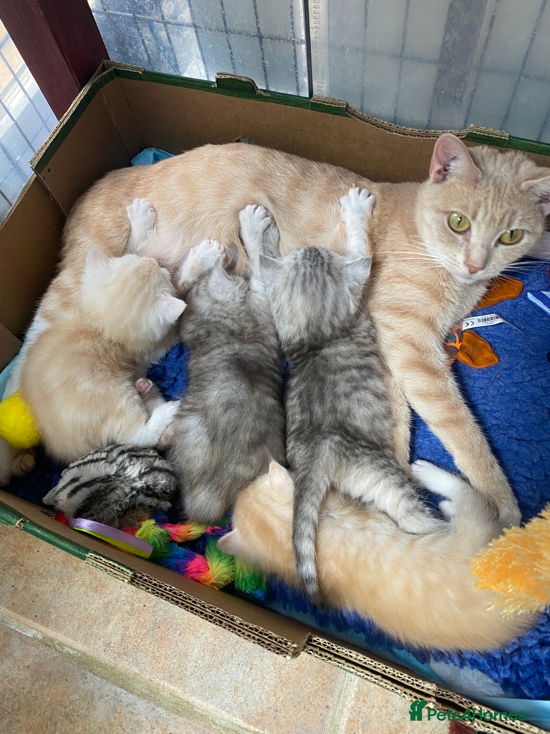 Persian cats for sale: Silver and Cream chinchilla Persian cross kittens - Image 6