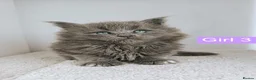 Maine Coon cats for sale: DNA health tested Maine coon kittens  - Advert 36