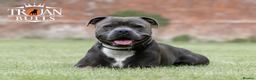 Staffordshire Bull Terrier dogs for stud: Bruno – Quality British lines Staffordshire bull t in Basingstoke - Advert 2