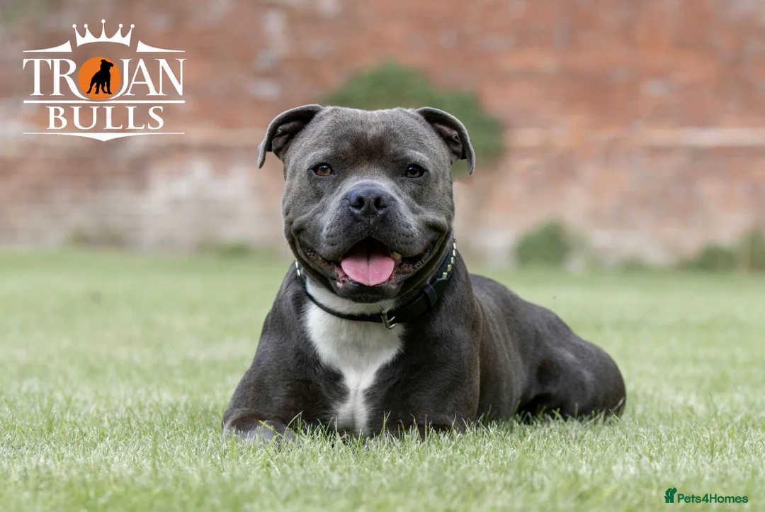 Staffordshire Bull Terrier dogs for stud: Bruno – Quality British lines Staffordshire bull t in Basingstoke - Advert 2