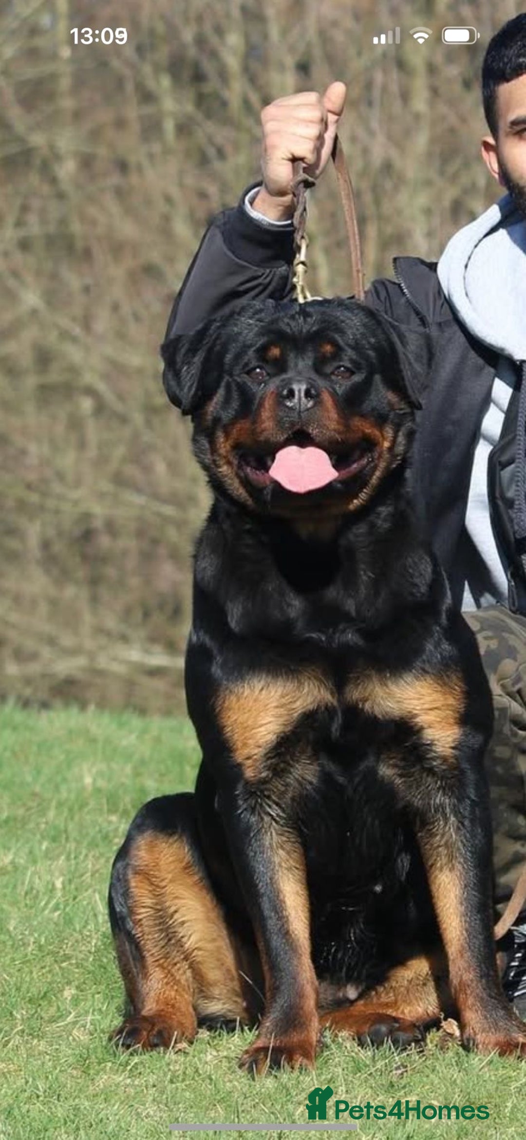 Rottweiler dogs for sale: Beautiful Female Rottweiler For Pet/Show Homes - Advert 2