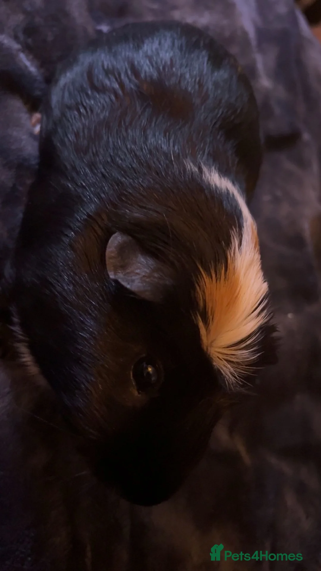 Guinea Pig rodents for sale: Guinea pigs for sale  - Advert 3