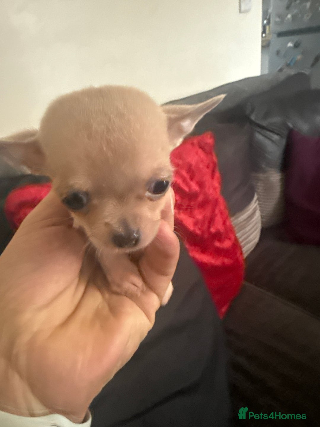 Chihuahua dogs for sale: Teacup Chihuahuas - Image 2