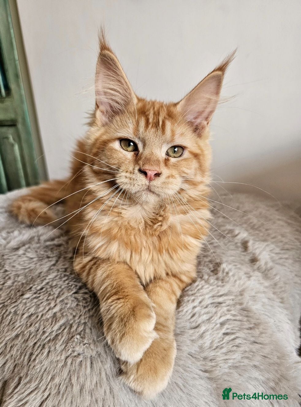Maine Coon cats Beautiful Maine Coon kittens  - Advert 1