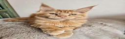 Maine Coon cats for sale: Beautiful Maine Coon kittens  - Advert 8