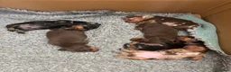 Miniature Dachshund dogs for sale: Superb quality KC registered Miniature Dachshunds - Advert 10