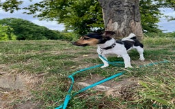 Jack Russell dogs for sale: Mini Jack Russel female - Image 4