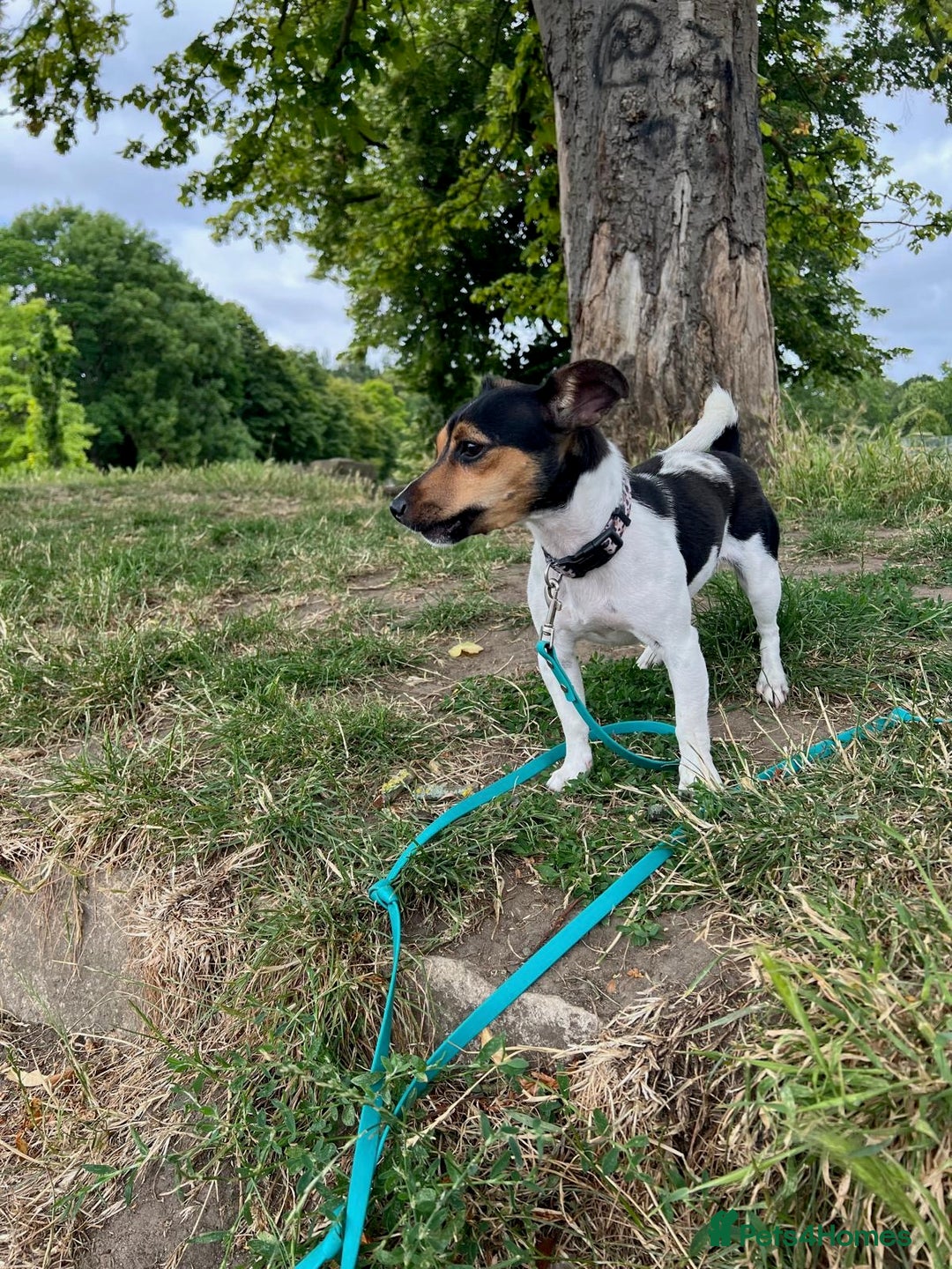 Jack Russell dogs for sale: Mini Jack Russel female - Image 4