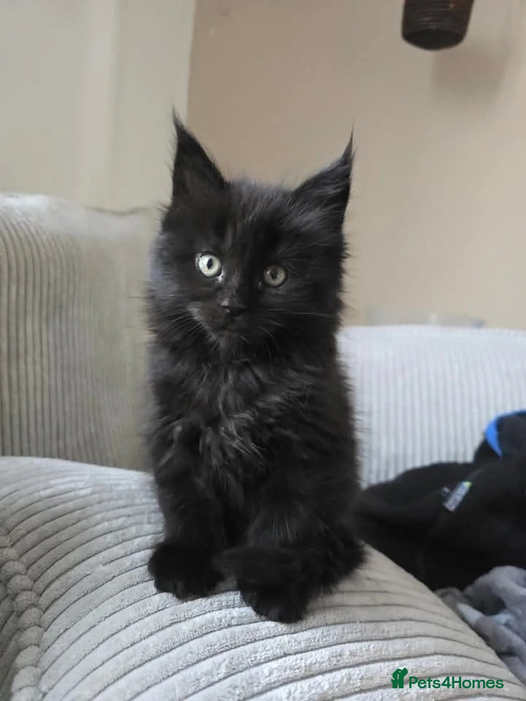 Maine Coon cats for sale: Kittens  in Rotherham - Advert 2