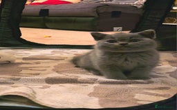 British Shorthair cats for sale: British Shorthair Pedigree Kittens - Lilac & Blue - Image 6