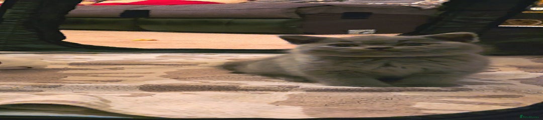 White Collar - Blue Male British Shorthair Kitten 