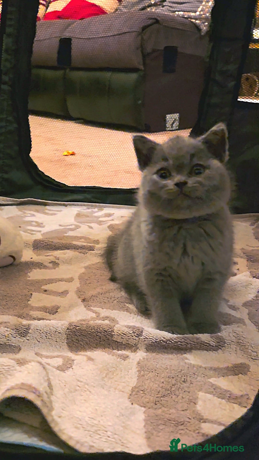 British Shorthair cats for sale: British Shorthair Pedigree Kittens - Lilac & Blue - Image 6