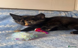 Mixed Breed cats for sale: 3 Lovely Kittens - Image 10