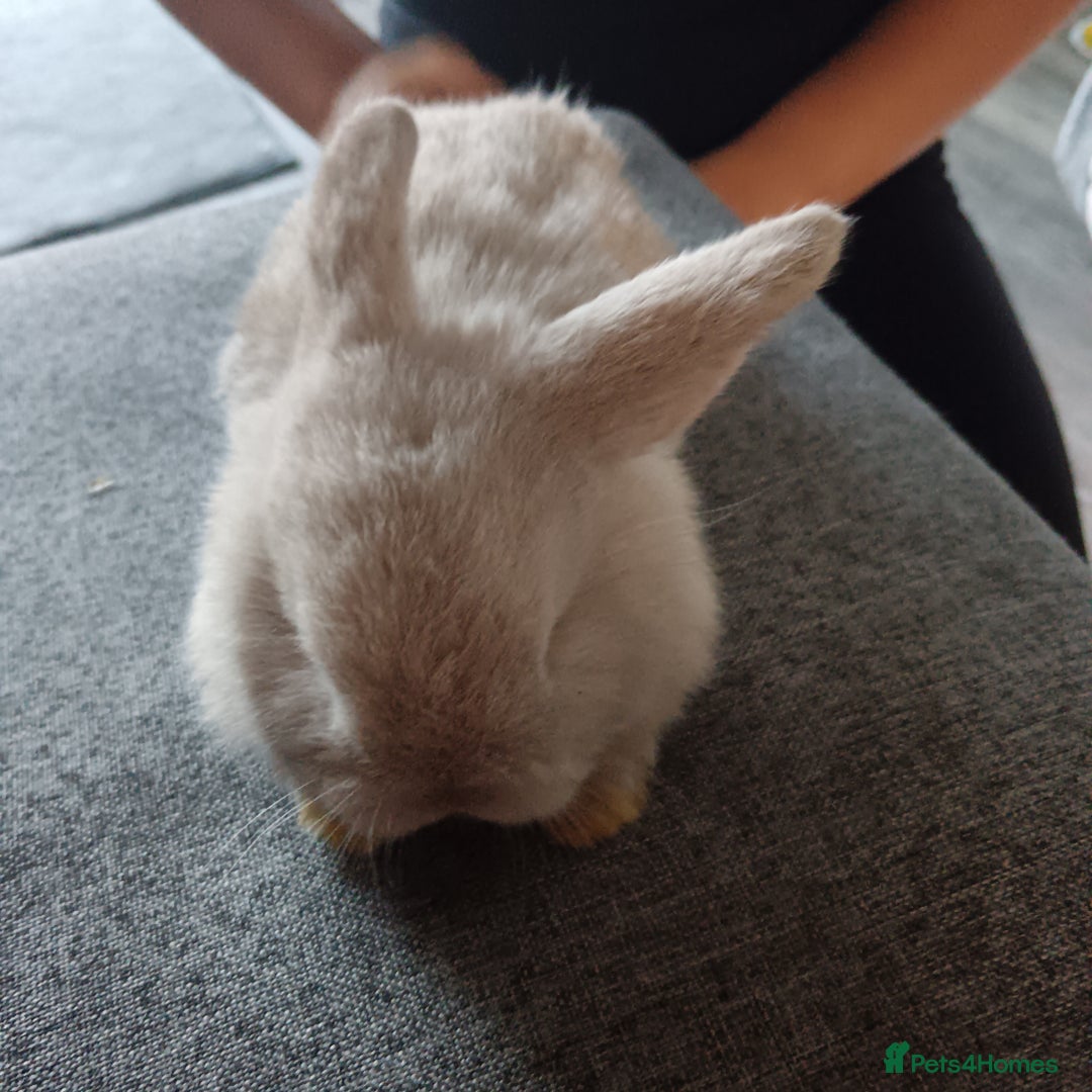 Mini Lop rabbits for sale: Fluffy  - Advert 1