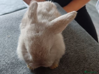 Mini Lop rabbits Fluffy - Advert 1