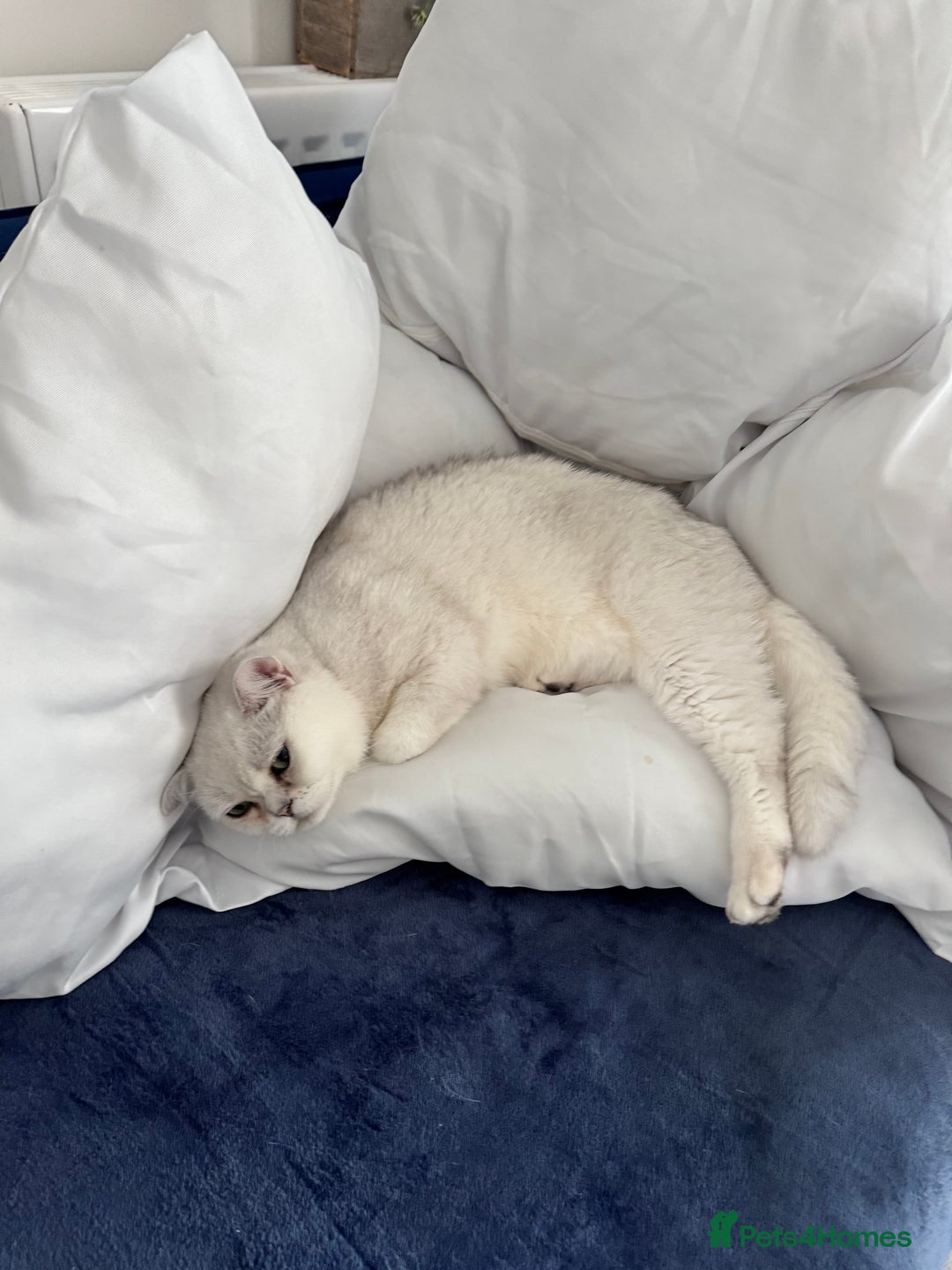 British Shorthair cats for sale: Silverback British Shorthair - Prince - Image 2