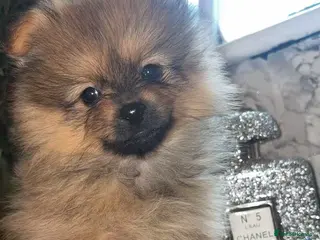 Pomeranian dogs Price REDUCTION Beautiful male pom left - Advert 8