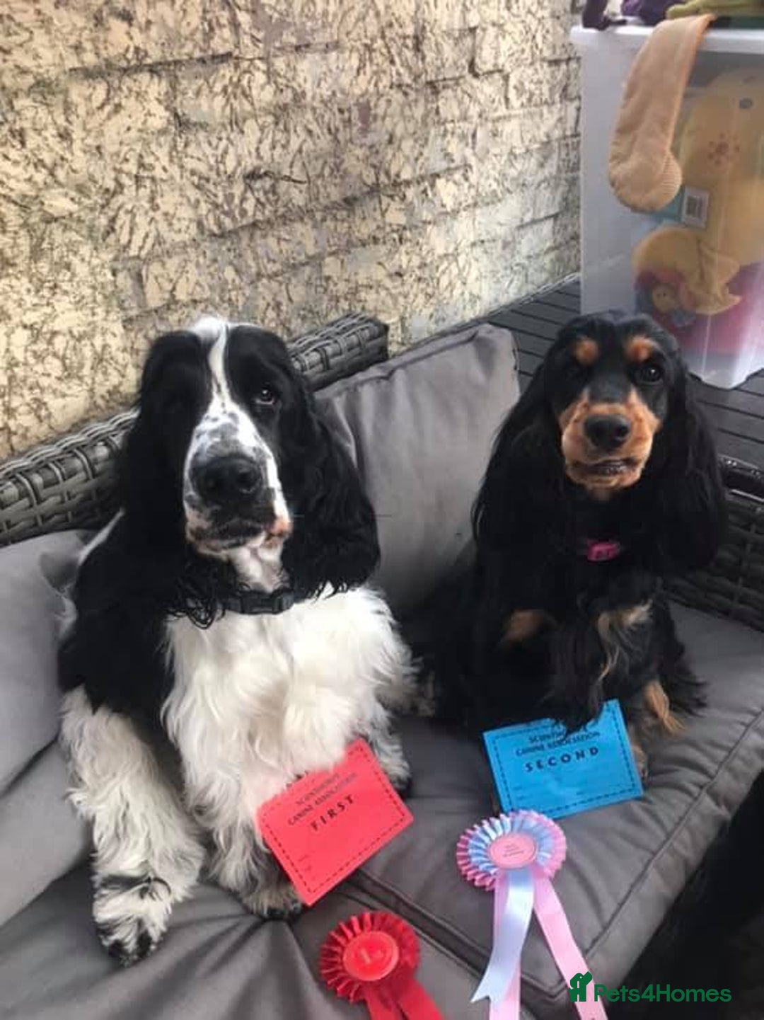 Cocker Spaniel dogs for stud: Full Show cocker spaniel Stud fully health tested  - Advert 14