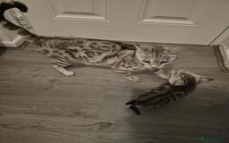 Mixed Breed cats for sale: Mixed bengal kittens  - Image 5