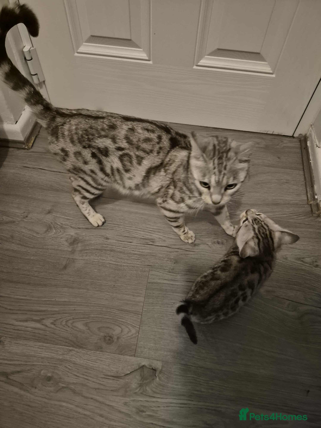 Mixed Breed cats for sale: Mixed bengal kittens  - Image 5