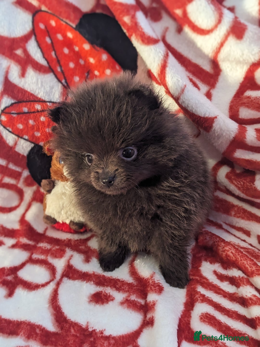 Pomeranian dogs for sale: Pomeranian Blue girl left!   - Advert 16