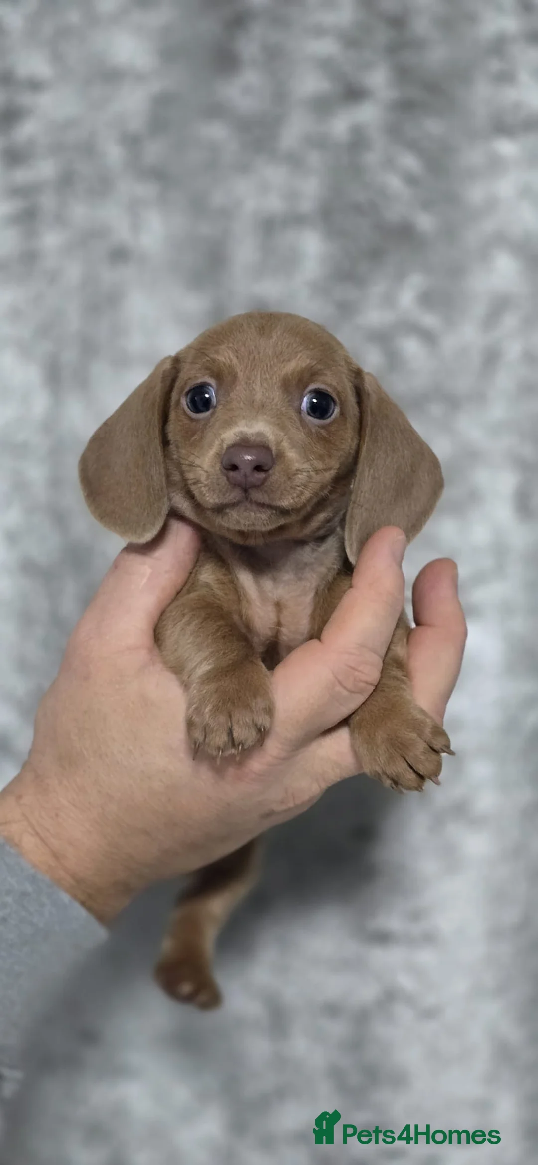 Dachshund dogs for sale: Beautiful miniature Dachshund puppies - Advert 8