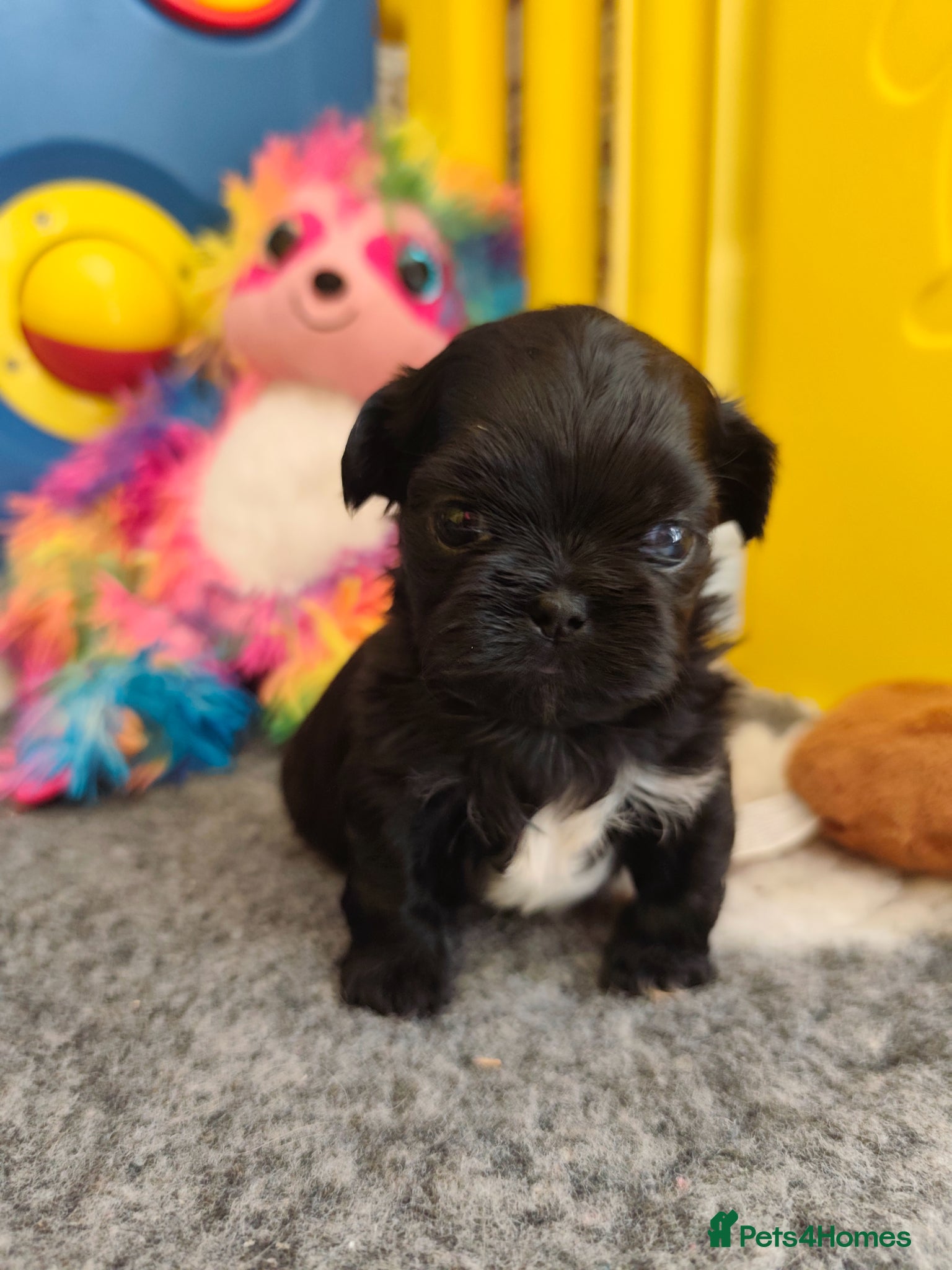 Shih Tzu dogs Gorgeous  shish tzu puppies  - Advert 2