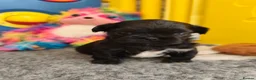 Shih Tzu dogs for sale: Redy Now !!!! Half imperial shih Tzu boy - Advert 15