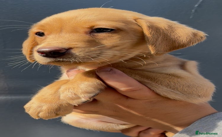 Labrador Retriever dogs - Advert 6