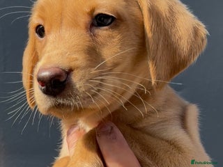 Labrador Retriever dogs - Advert 1